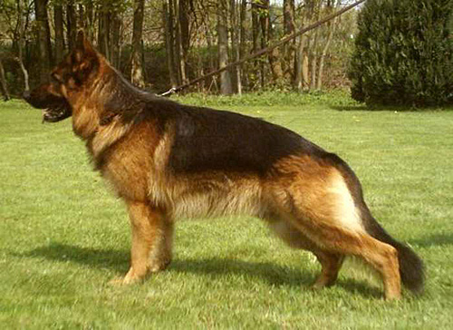 Torsten